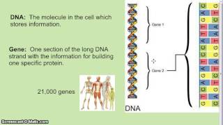 DNA Genes Chromosomes [upl. by Susumu424]