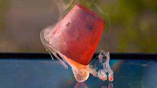 Molten Salt Explosion at 82000 FPS  The Slow Mo Guys [upl. by Carmelia]