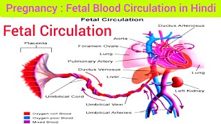 Fetal Circulation Hindi  Foetal Circulation Embryology Fetal Blood Circulation Fetal Circulation [upl. by Hanad435]