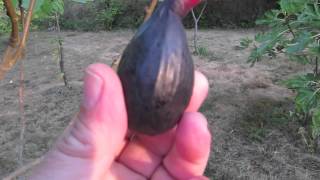 How to Tell When a Fig Is Ripe and Ready to Pick [upl. by Cressida923]