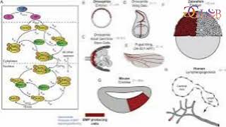 Signaling pathway discovery could lead to faster more reliable human stem cell differentiation [upl. by Horner]