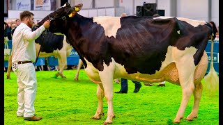 Priestland 5446 Shot J Rose EX95 wins Holstein 4th Lactation Class at 2019 Royal Ulster Winter Fair [upl. by Slyke895]