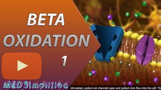 Beta Oxidation of Fatty acids Made SimplePart 1 [upl. by Nylirad595]