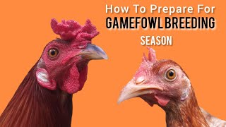 10 idea for Gamefowl BREEDING meltv [upl. by Conn]