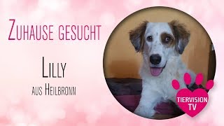 Hündin Lilly sucht ein Zuhause  vielleicht bei Dir [upl. by Greene563]