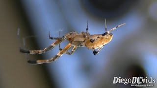 Zosis geniculata spider Uloboridae hackled orbweaver or cribellate orb weavers [upl. by Bowe222]