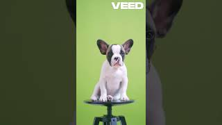 Quirky Canine Genius Top 5 Breeds pets [upl. by Neelrahs]