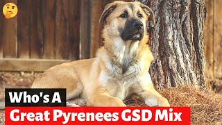 Should you get A German Shepherd Great Pyrenees MixBreed Shepnees [upl. by Nitsreik]