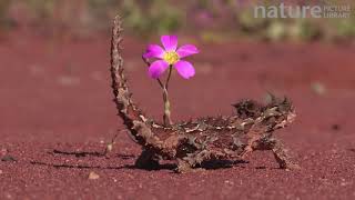 Thorny devil walking around flowering Parakeelya [upl. by Richy]