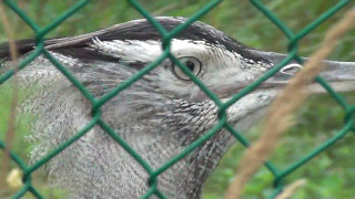 Bird House Outdoor Exhibits  National Zoo  August 1st 2016 [upl. by Rosemarie]