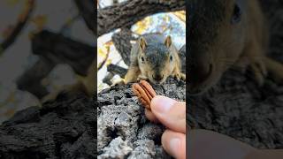 Slow Motion close up to Squirrel Baby BG animals reels photography series new iphone bangla [upl. by Brittne]