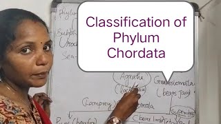 Classification of phylum Chordata in plus one zoology Chapter 2 Animal kingdomexam zoology [upl. by Domel]