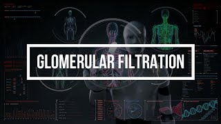 Glomerular Filtration [upl. by Enaffit896]