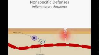 The Inflammatory Response [upl. by Esikram]