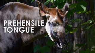 Okapi The Forest Giraffe with a Prehensile Tongue [upl. by Joost498]