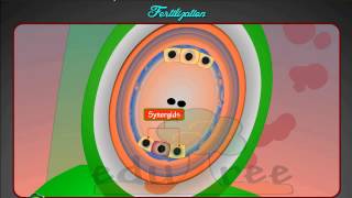 Fertilization in flowering plants by edutree HD [upl. by Lilah]