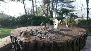 Dur de casser la graine sur les terrasses du Larzac [upl. by Yetac]