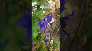 Delphinium 🥰 and Ipomoea 😅 [upl. by Couq]