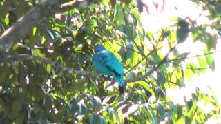 Blue Cotinga [upl. by Auqinaj]