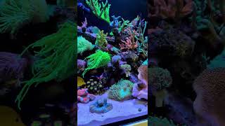 Autumn has arrived on the reef aquarium 🍂🍁Powered by reefzlements reef aquarium coral fishtank [upl. by Tristan]