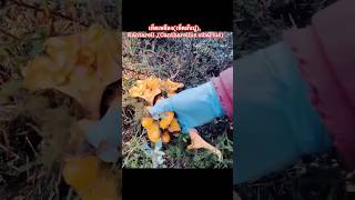 เห็ดเหลืองเห็ดมันปู Kantarell Cantharellus cibarius [upl. by Riba]