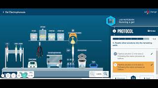 Walkthrough Gel Electrophoresis LabXchange [upl. by Ainedrag]