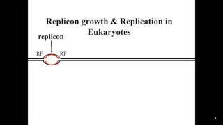 Eukaryotic Replicons in S Phase [upl. by Fleck]