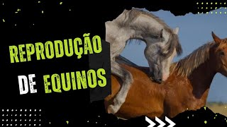 Como é a Reprodução das Éguas [upl. by Glarum]