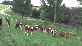 Innovations on an Organic Dairy Successful Calf Rearing [upl. by Amedeo821]