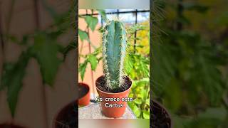 Así crece este Pilosocereus 🌵 Catus Garden At Home Catus Pilosocereus Collection Growth Update [upl. by Oilla]