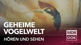 Das Geheimnis der Vögel ° Hören und Sehen  MDR DOK [upl. by Sinnard995]