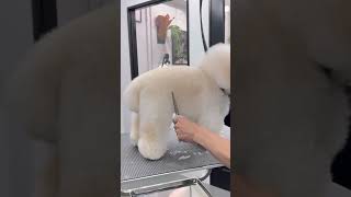 BICHON FRISES PUPPY MUSHROOM GROOMING AND STYLING 🐾🤔🐶 dog pets puppy adorabledog [upl. by Nnair]