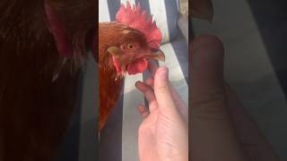 Barry bites my finger shorts ouchthathurt chickens [upl. by Durward]