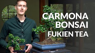 Carmona Bonsai care Fukien tea [upl. by Eiralav263]