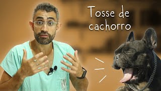 Hipoplasia e colapso de traqueias em cães Síndrome Braquicefálica  Dica Veterinária 109 [upl. by Clotilde]