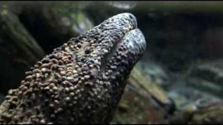 Japanese Giant Salamander [upl. by Wanda]