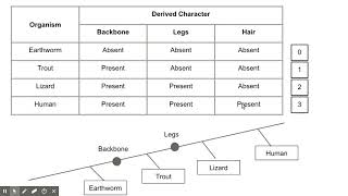 How to Create a Cladogram [upl. by Alburg215]