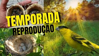 Qual a Temporada De Reprodução Do Pintassilgo Baianinho amp Pinheirinho  🌵🐦✅ [upl. by Dachi]