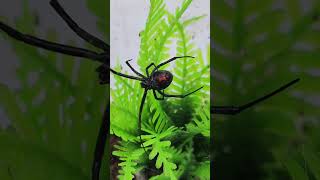 Latrodectus hesperus latrodectushesperus [upl. by Gagne824]