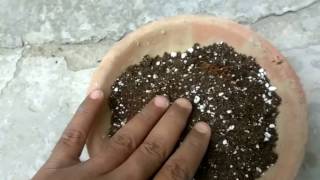 What is perlite How to use perlite in potting soil [upl. by Campney]