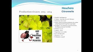 Heuchera Citronnelle plante vivace [upl. by Ferretti]