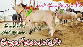 Today Gondal Mandi latest update Fatehjhangi bulls Latest Rate on Gondal Mandibulls qurbani [upl. by Gnil]