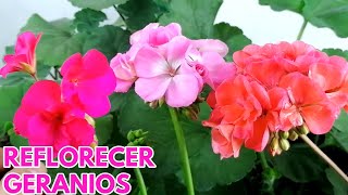 geranios reflorecer en invierno preparar flores CHUYITO JARDINERO [upl. by Elicec234]