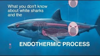 White Sharks and the Endothermic Process  How does it affect you [upl. by Brent838]