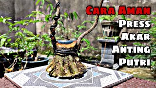 Cara Aman Press Akar Bahan Bonsai Anting Putri Mame  Wrightia Religiosa  Make Amazing roots [upl. by Sousa]