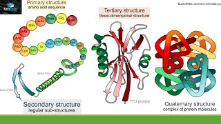 Structure And Function Of Proteins [upl. by Prober]