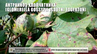 Антракноз хлопчатника Glomerella gossypii South Edgerton [upl. by Nessy]