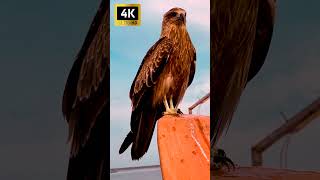 4K eagle hawk falcon osprey baldeagle  EH Science Club [upl. by Schiff207]