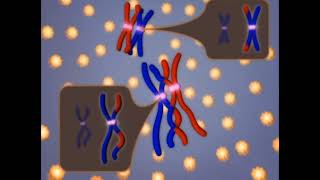 meiosis 3d animation phases of mitosis cell cycle and cell divisionmitosis and meiosis [upl. by Key]