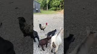 Pygmy goat Round upgoat cute animals love farming agriculture [upl. by Halludba]